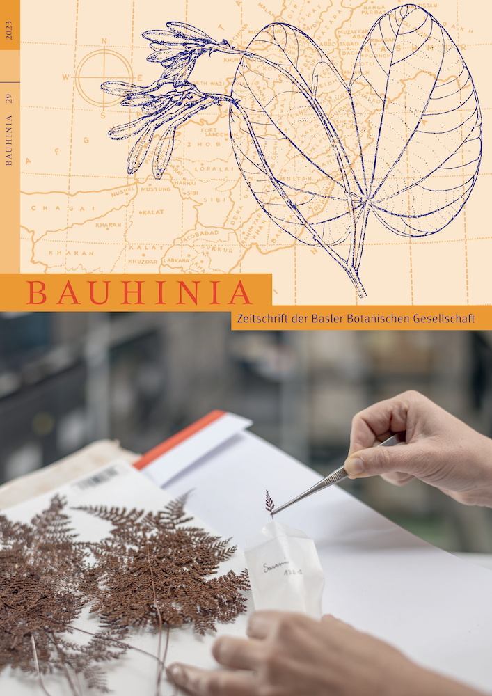 Titelseite Bauhinia 29