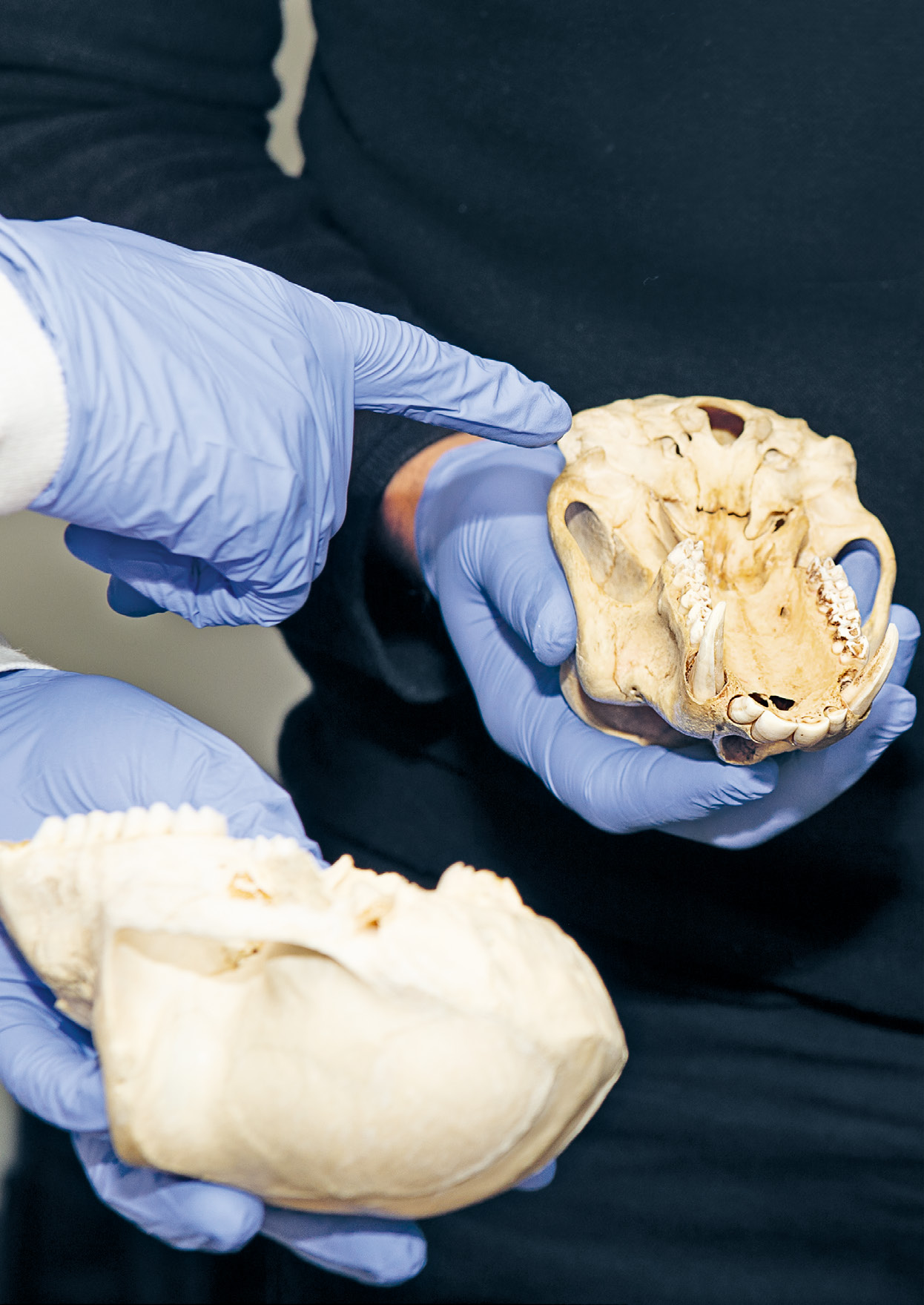 Für die Bestimmung des Affenskelettes aus dem spätmittelalterlichen Latrinenturm am St. Alban-Graben wurden im Naturhistorischen Museum Basel aufbewahrte Affenschädel als Vergleichsstücke herangezogen.