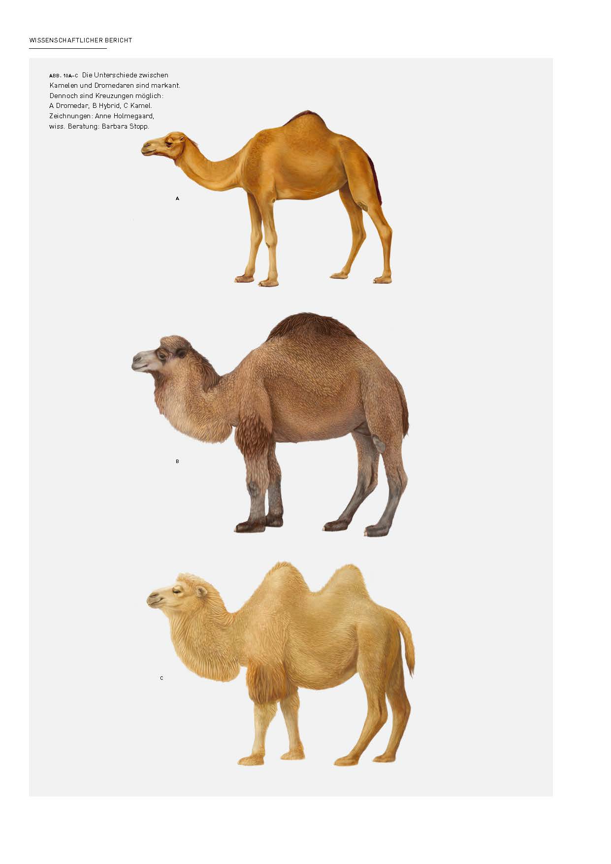 Darstellung von Dromedar, Hybrid und Kamel.